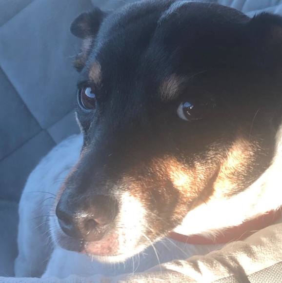 phogpepper